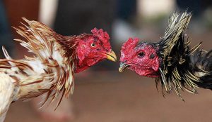Ứng dụng kỹ thuật đá đâm hang cua trong các trận đá gà