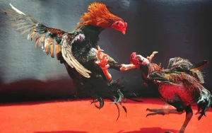 Lưu ý khi huấn luyện và áp dụng kỹ thuật đá đâm hang cua