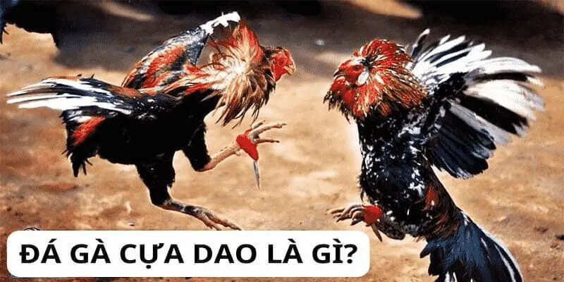 Lịch sử và nguồn gốc của đá gà cựa dao