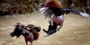 Tính hợp pháp của đá gà cựa dao và những lưu ý quan trọng