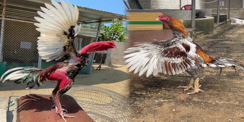 Kỹ thuật chơi và kinh nghiệm đặt cược đá gà cựa sắt
