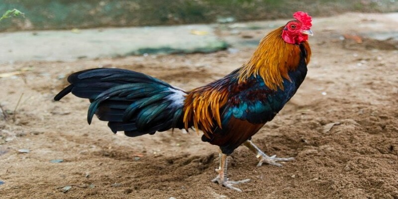 Những lưu ý quan trọng khi tham gia đá gà cựa sắt