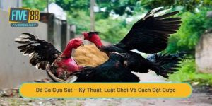 Đá Gà Cựa Sắt – Kỹ Thuật, Luật Chơi Và Cách Đặt Cược